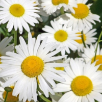 Daisy's Home and Garden